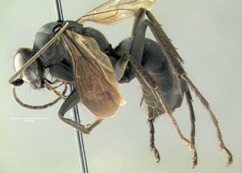 Media type: image;   Entomology 602683 Aspect: habitus lateral view